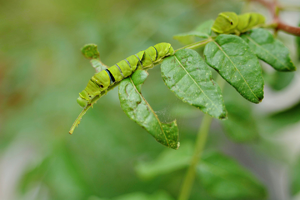 花椒凤蝶的幼虫,你认识吗?