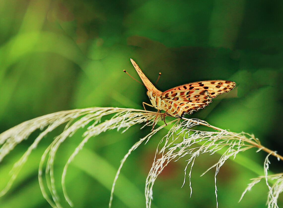 同安洋麻山公园蝴蝶世界