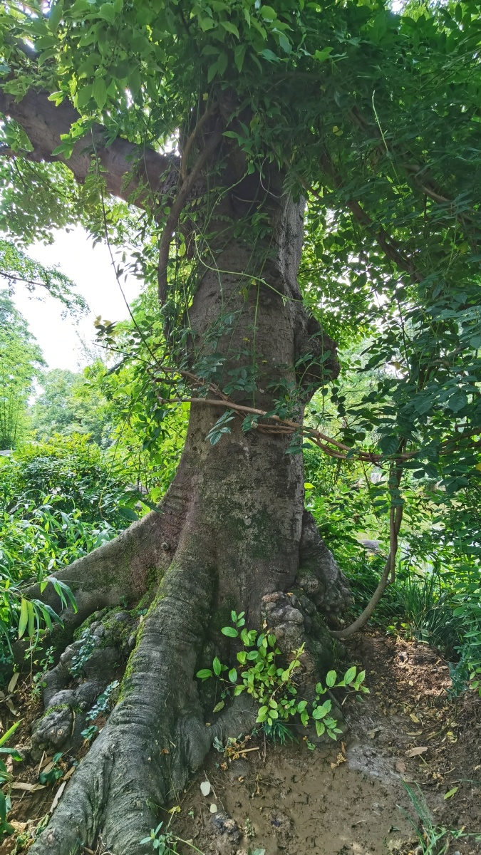 一棵百年大树