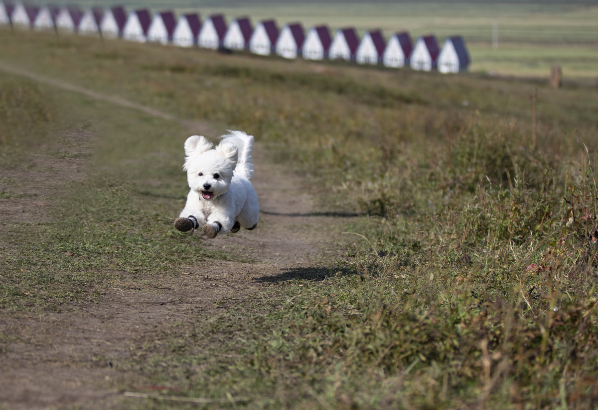 飞奔的毛孩子