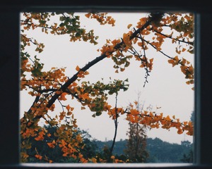 144017