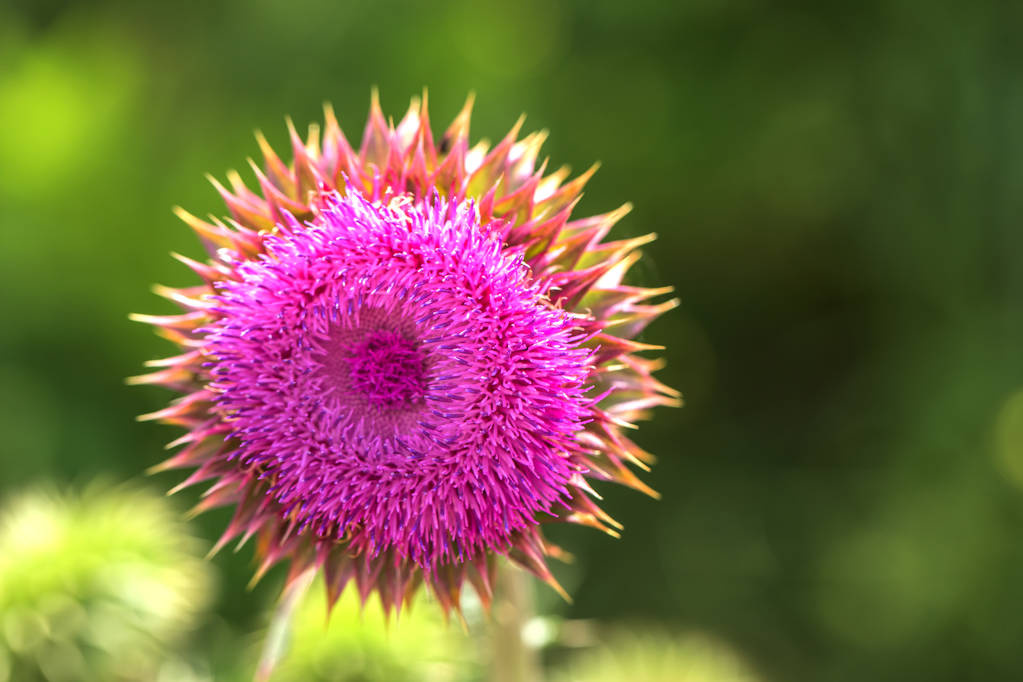 这是一个公交车站旁的一簇竹子 手机拍摄转为黑白