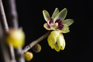 腊梅#150mm 1：2.8 APO MACRO DG HSM#