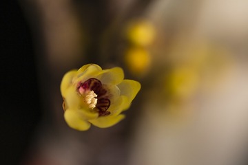 若隐若现#150mm 1：2.8 APO MACRO DG HSM#