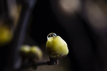 水晶#150mm 1：2.8 APO MACRO DG HSM#