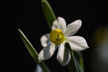 水仙#150mm 1：2.8 APO MACRO DG HSM#