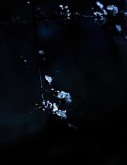 29025