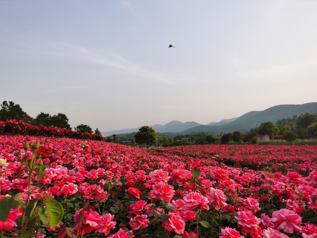 湖北荆门圣境花谷