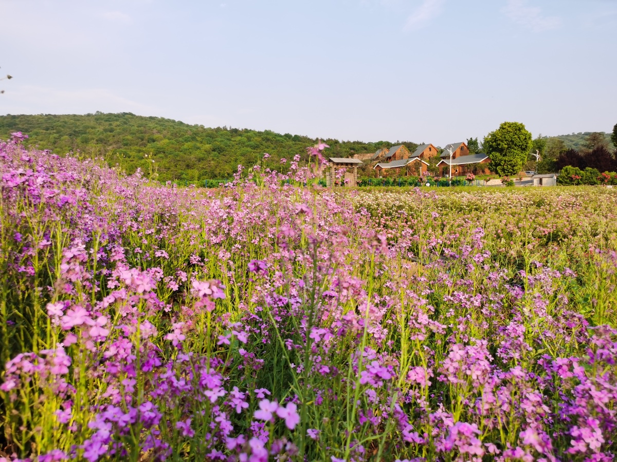 湖北荆门圣境花谷