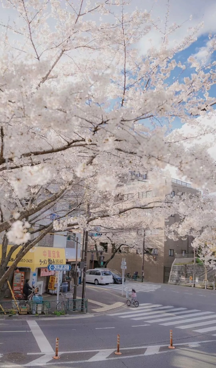 日本街道路旁的樱花树