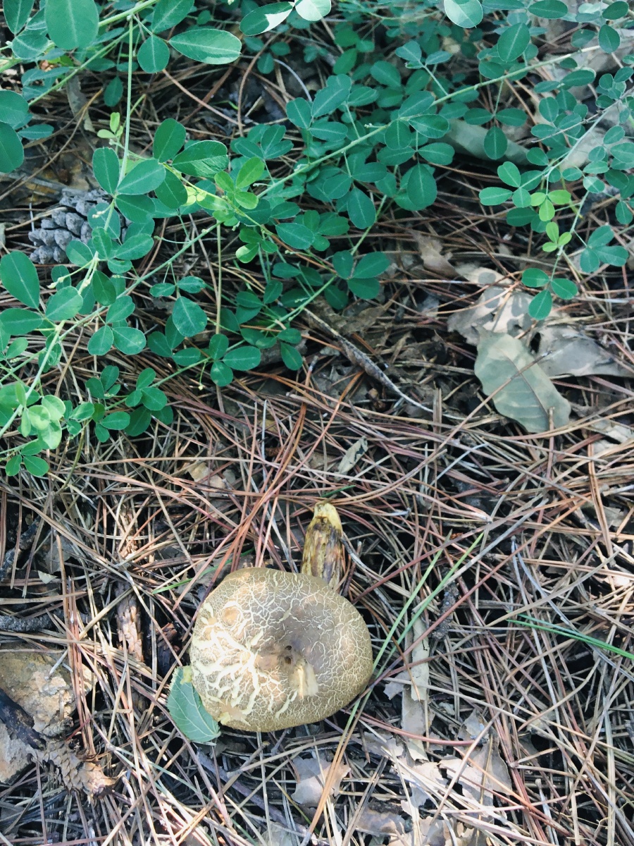 橡树下面长的大蘑菇能吃吗?