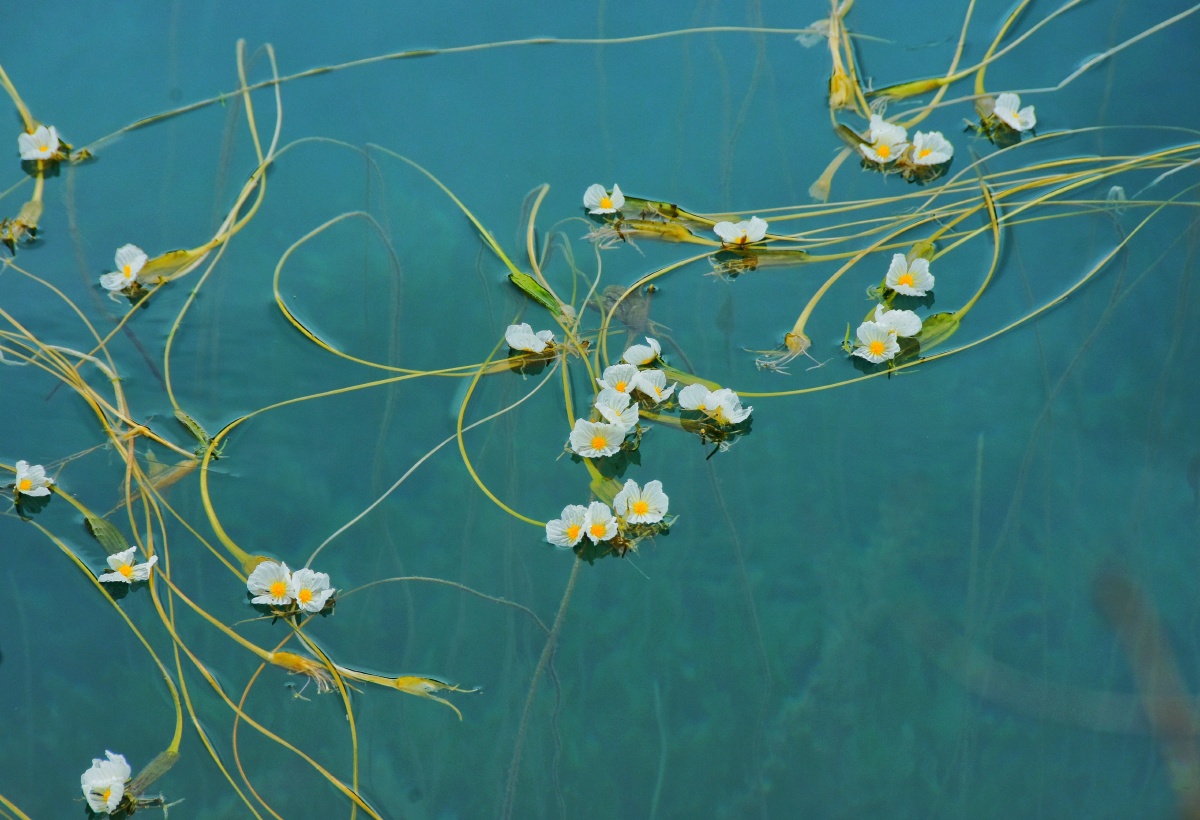 泸沽湖畔的水性杨花又名海菜花海菜花是沉水植物可生长在4米的深水中