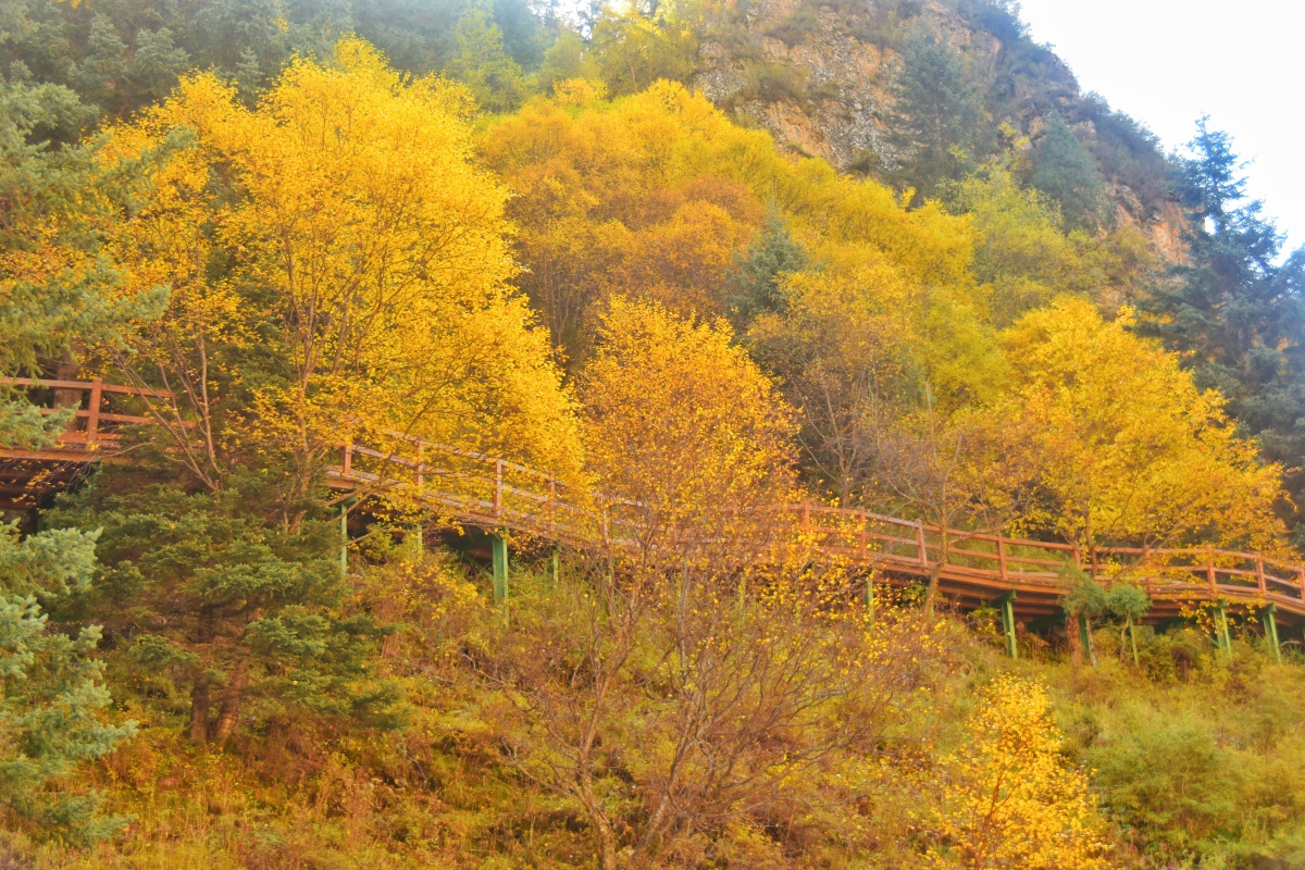青海门源仙米林场聚阳沟景区浓郁的藏传佛教文化与秋景相得益彰森林层