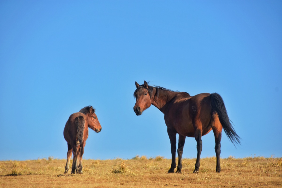 山丹军马场上骏马驰骋的马儿