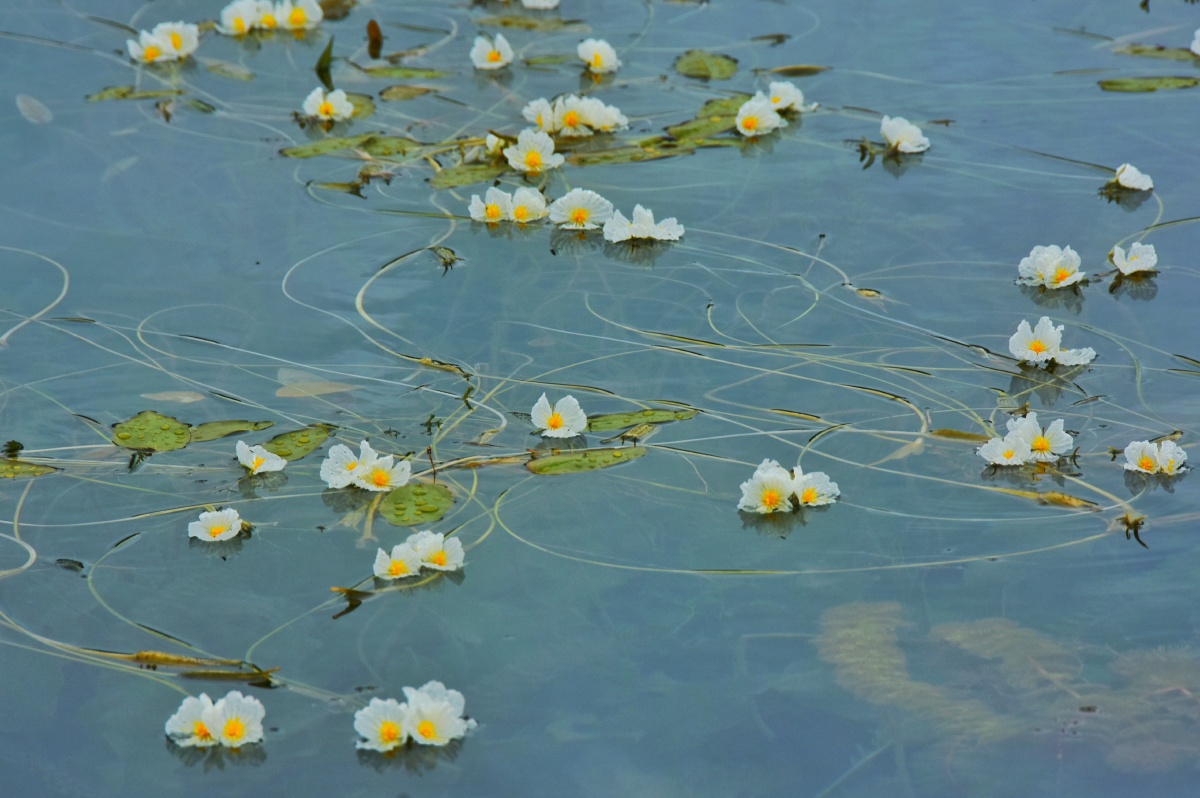 泸沽湖畔的水性杨花又名海菜花海菜花是沉水植物可生长在4米的深水中