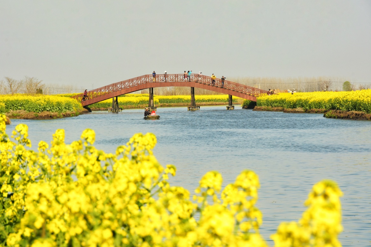 三月江南扬州兴化千岛垛田油菜花阳光下的油菜花金灿灿分外美丽