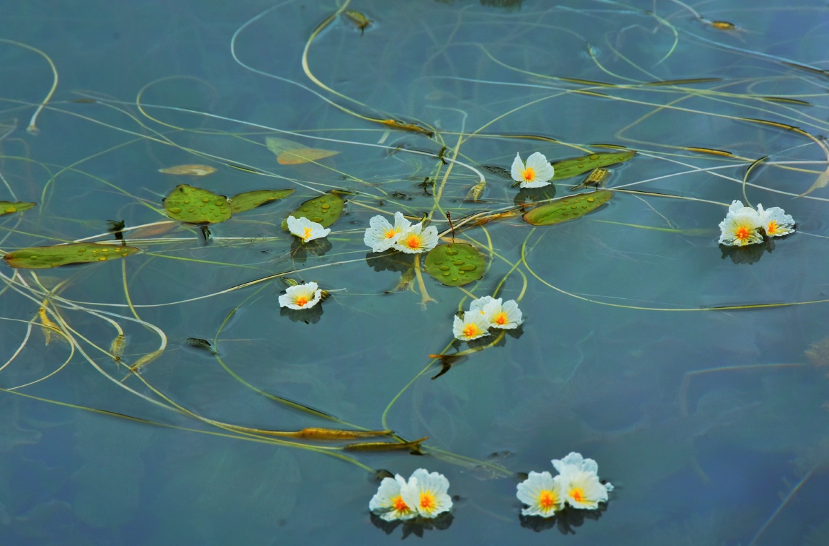 泸沽湖畔的水性杨花又名海菜花海菜花是沉水植物可生长在4米的深水中
