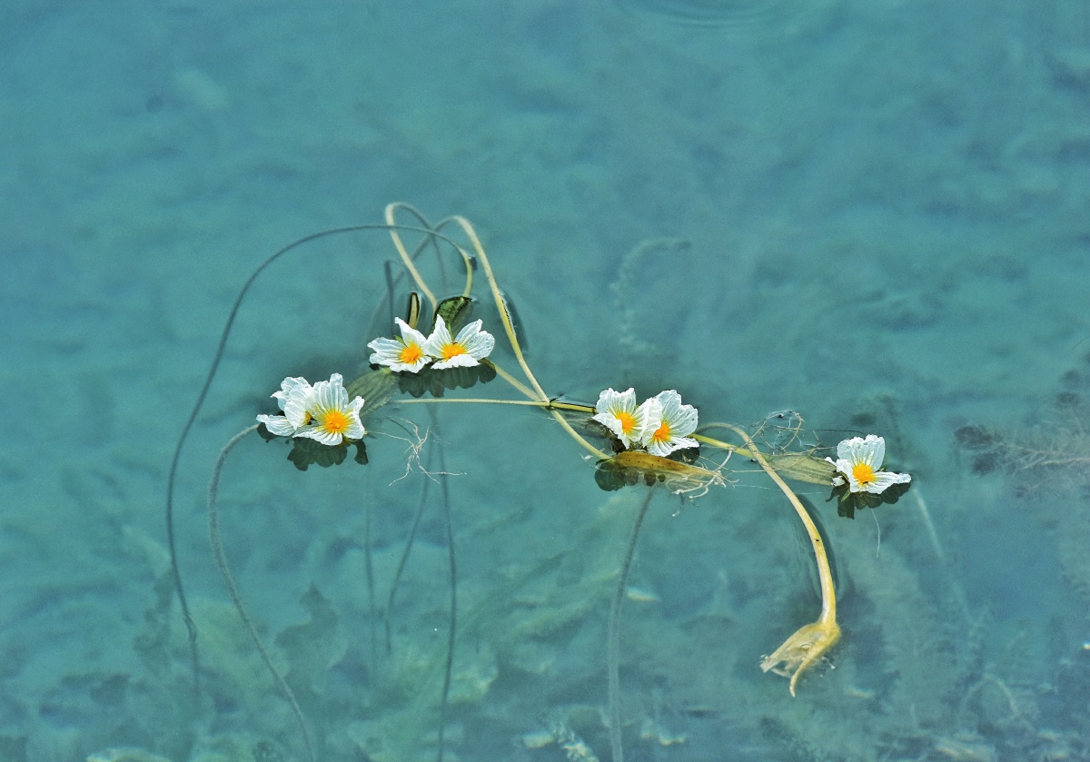 泸沽湖畔的水性杨花又名海菜花海菜花是沉水植物可生长在4米的深水中