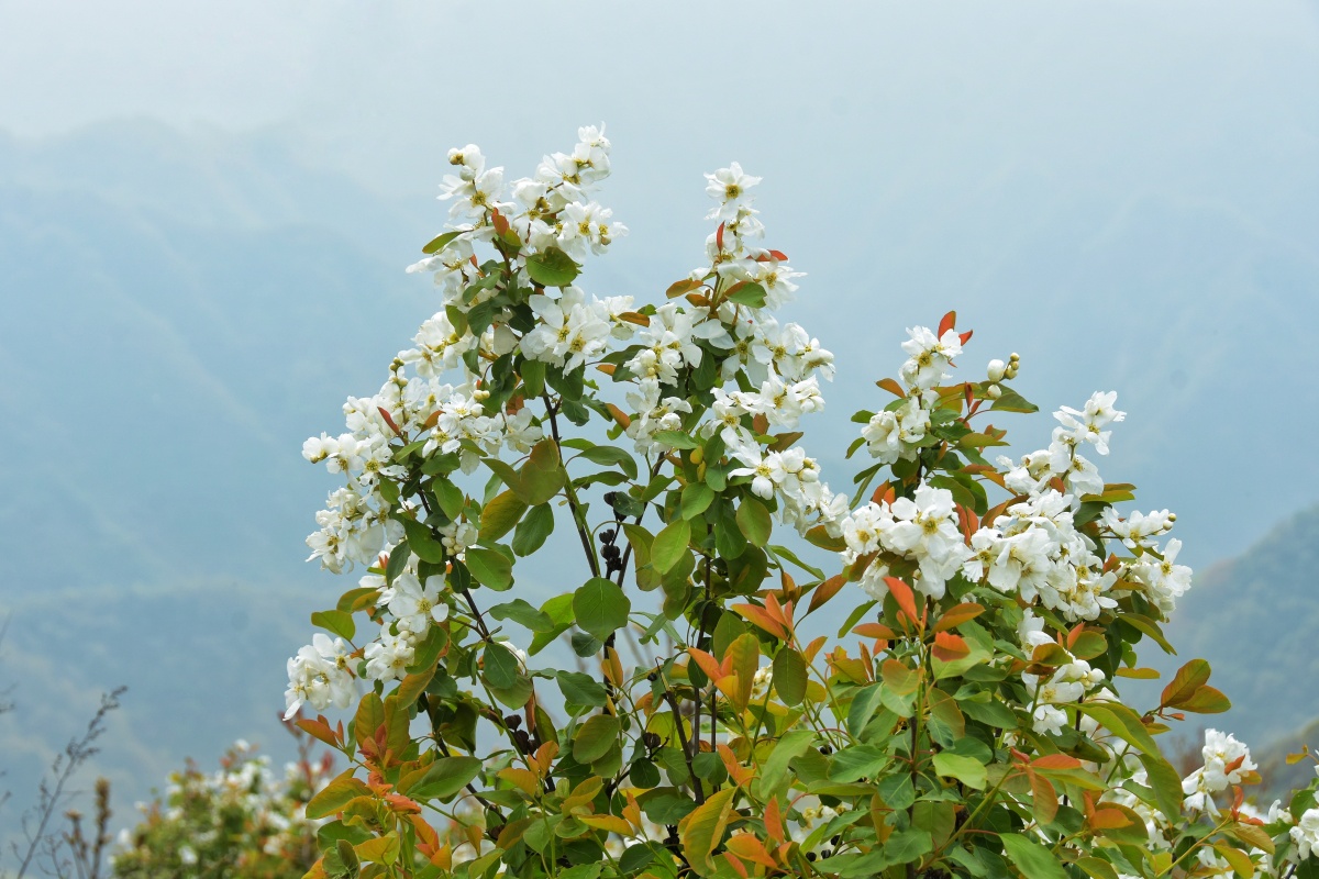 西安长安秦岭黄峪寺村白鹃梅花开四月天群山环绕的黄峪寺村在唐代便是