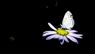 C4394F6E-DC28-40EF-A462-2BD897D4D444/L0/001