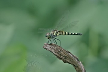 2331490A-8D64-4FB3-906A-13EFCC8EF412/L0/001