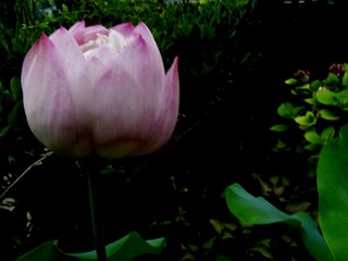 7012B6DC-1847-4EEB-9D80-F8BBCEB8D0BB/L0/001