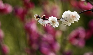 A80D5309-E50E-4CF2-96A0-EF5FFC8BB5FC/L0/001