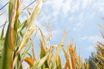 D1CE8F6C-DB61-4F28-8004-CA3F41555413/L0/001