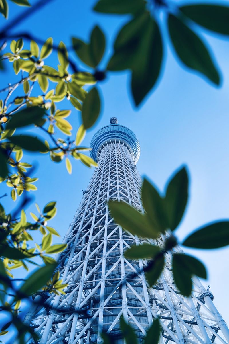 天空树