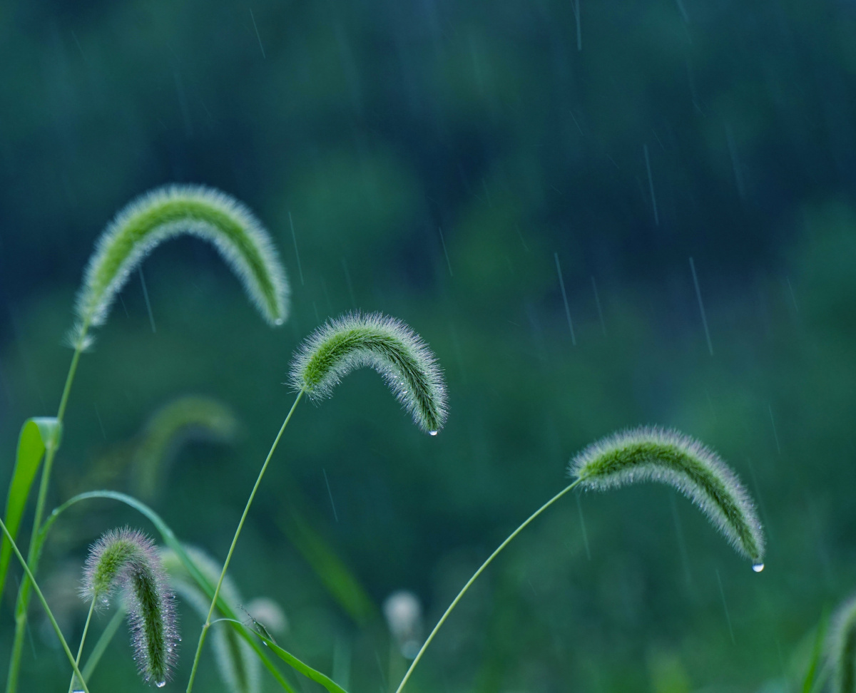 雨中的狗尾草雨热情而放肆的下着豆大的雨珠砸在荒地里的狗尾草身上