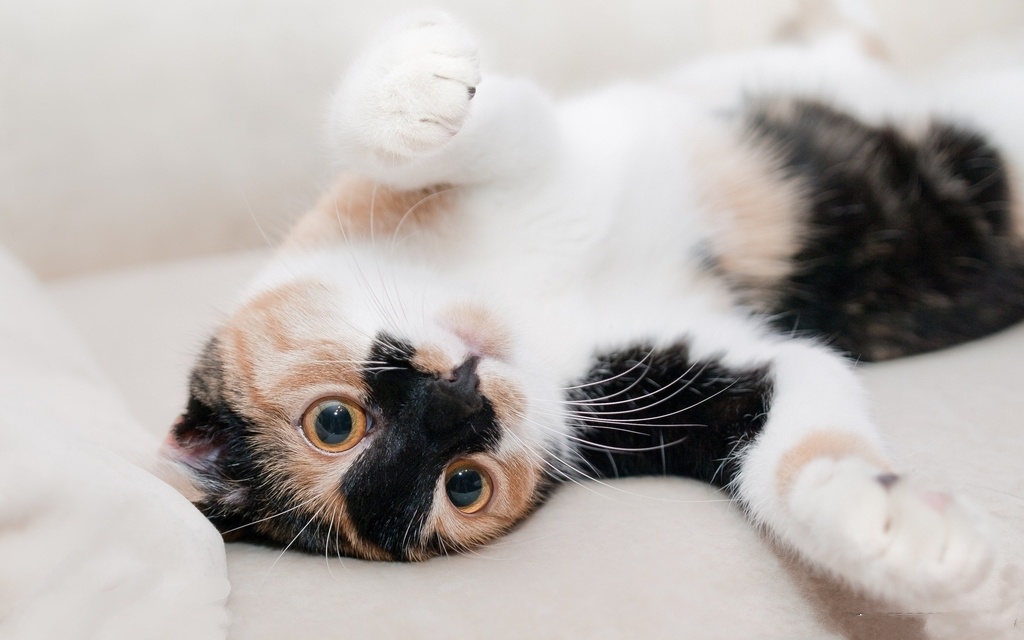 分享一组毛孩儿趴