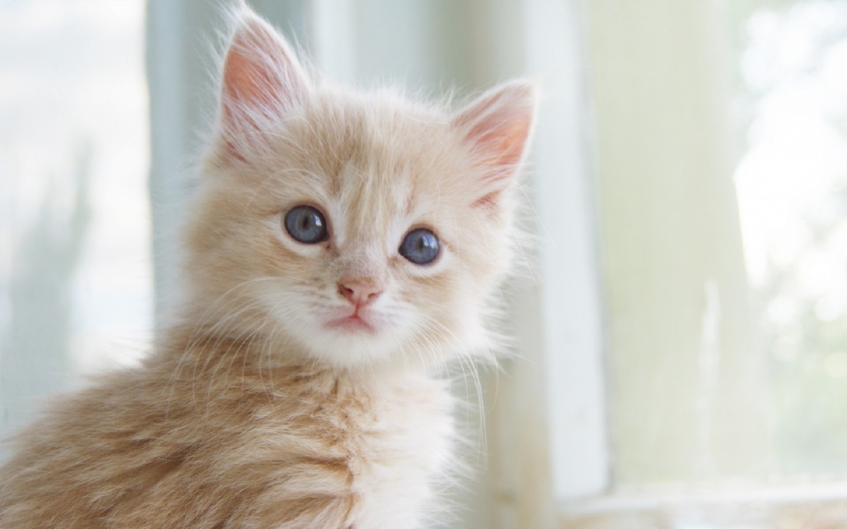 分享一组毛孩儿趴