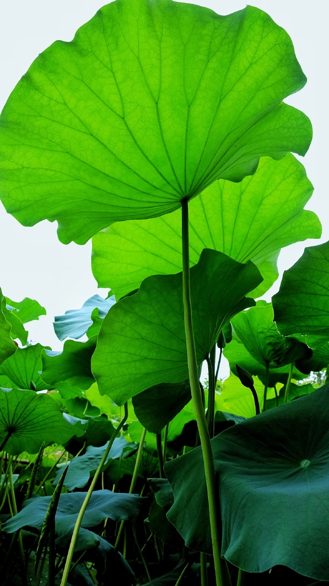 小荷尖尖荷叶田田