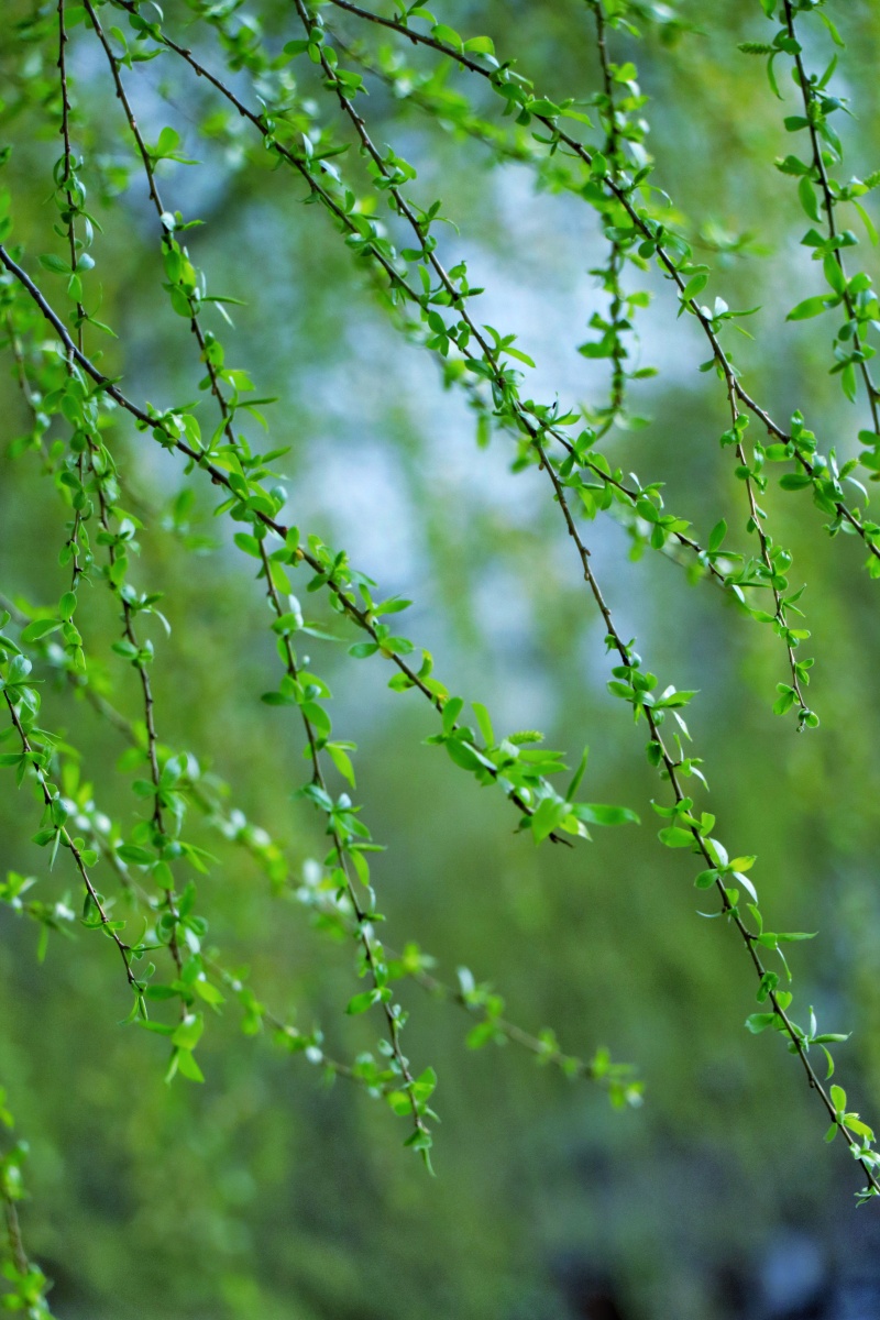 垂柳地标无锡长广溪湿地公园
