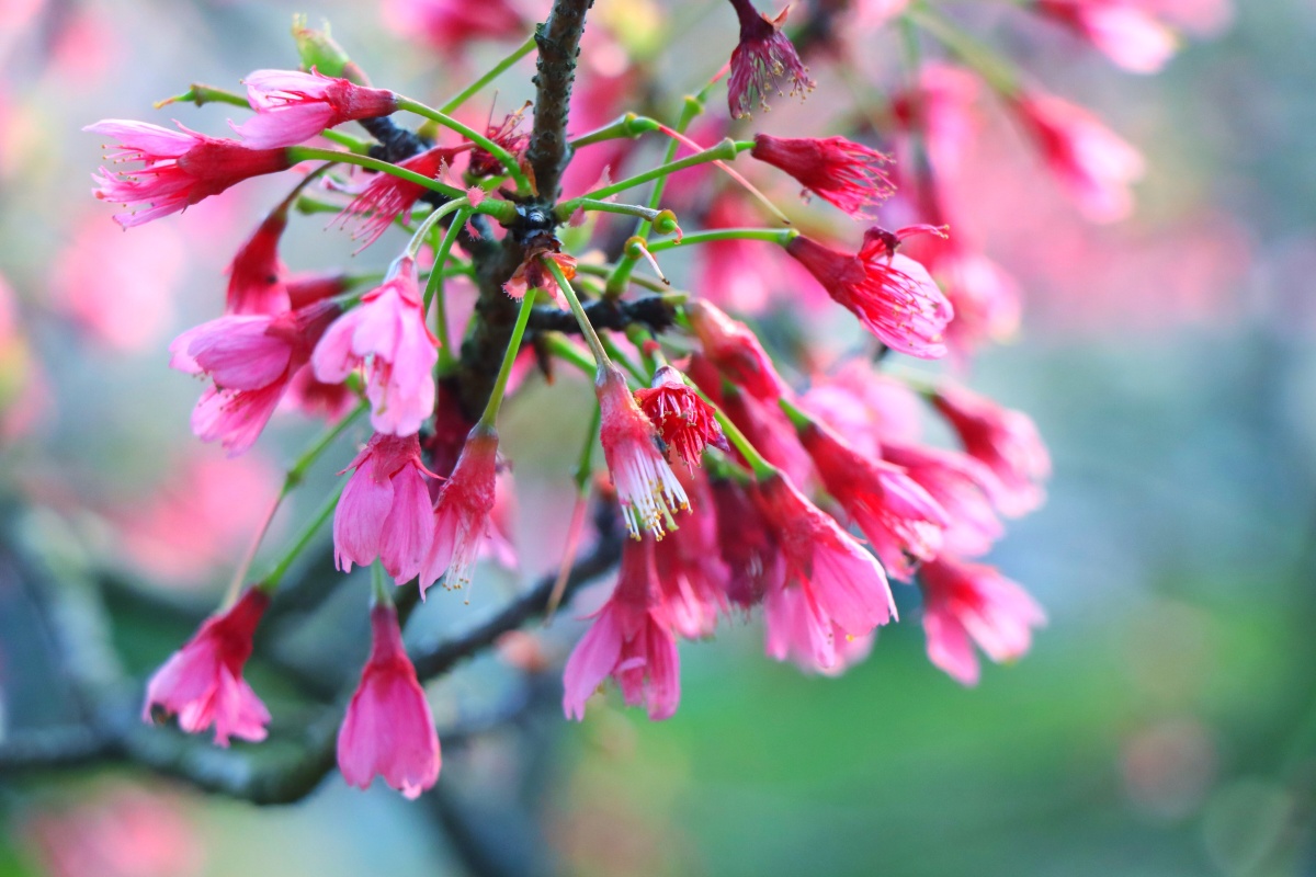 钟花樱樱花谷影记