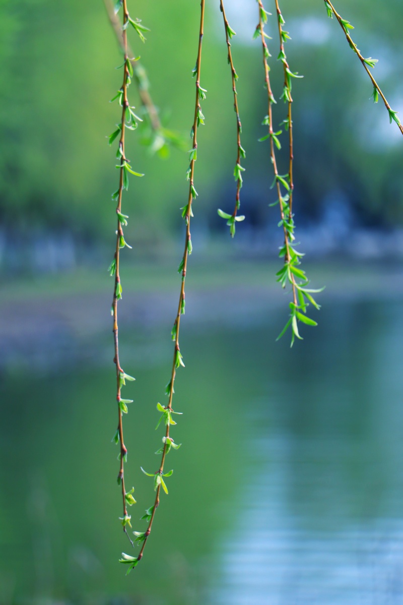 垂柳 地标:无锡长广溪湿地公园 - 哄哄摄影 - 图虫