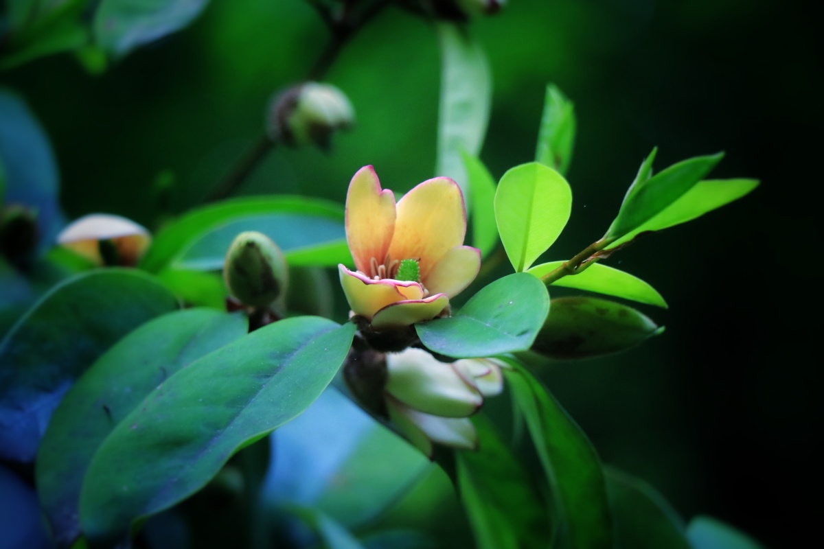 含笑花的风采低调内敛清香扑鼻