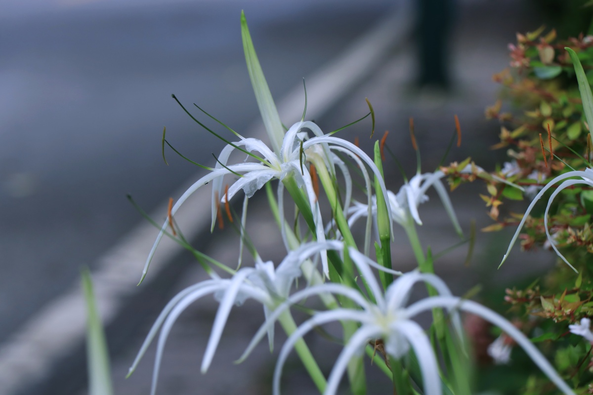蜘蛛兰水鬼蕉