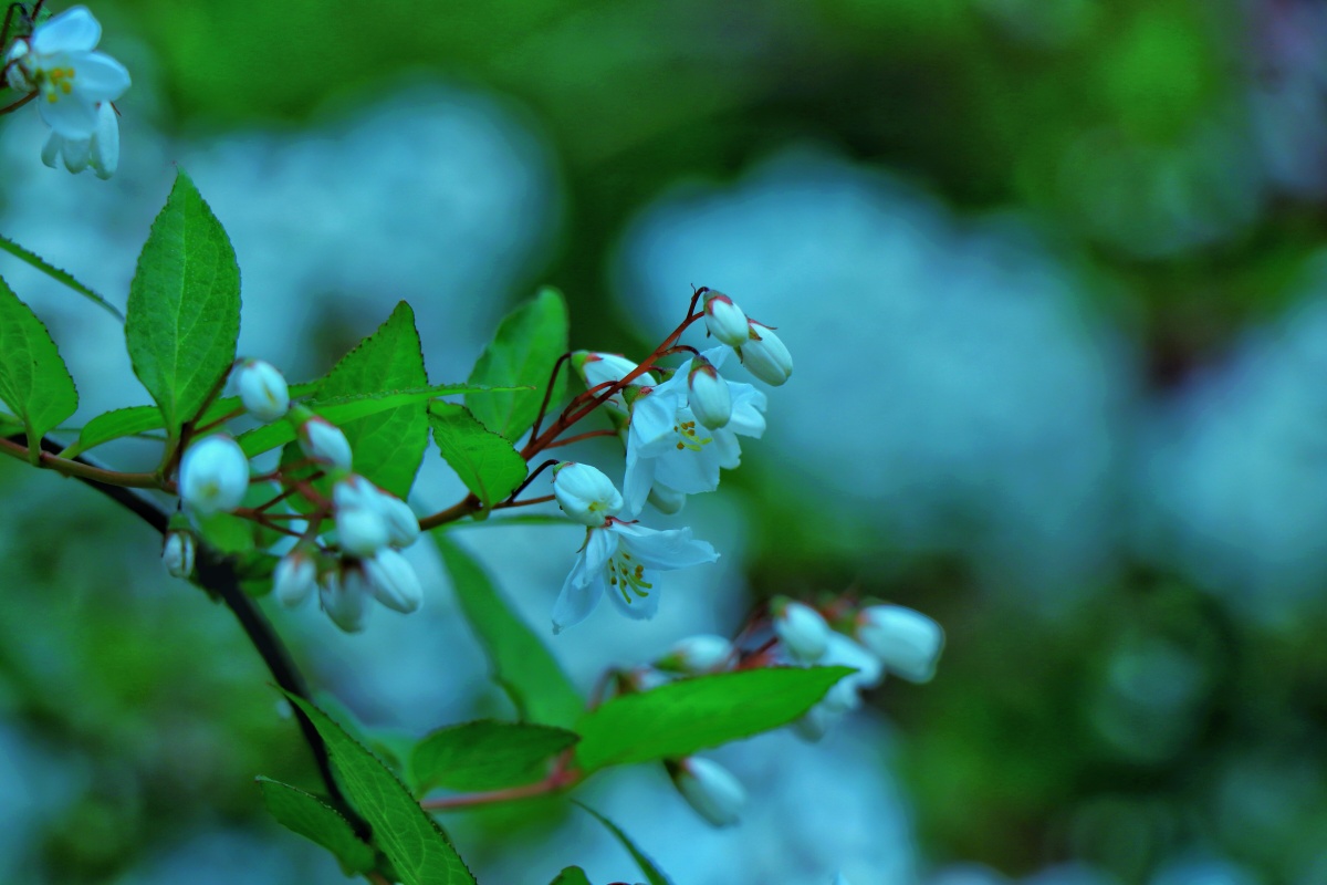 溲疏初夏白花满藤洁净素雅
