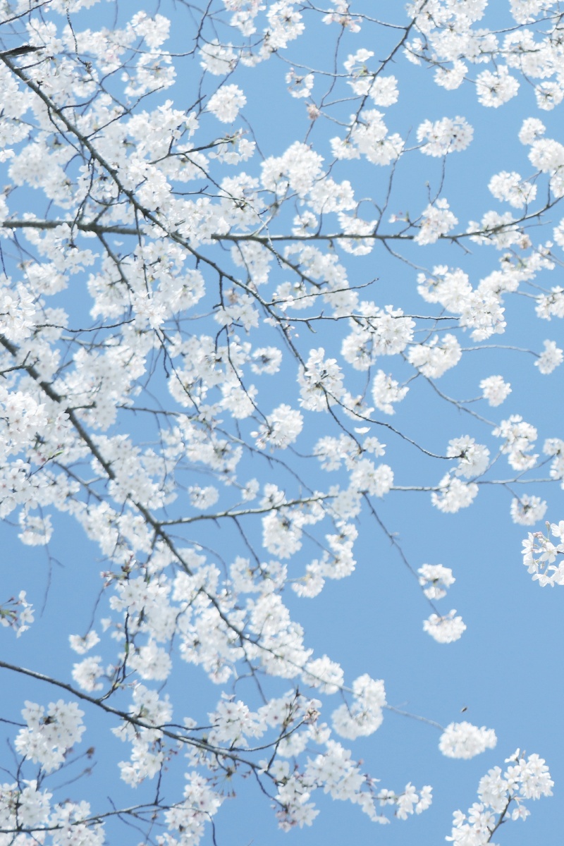 鼋头渚日系樱花樱花印象