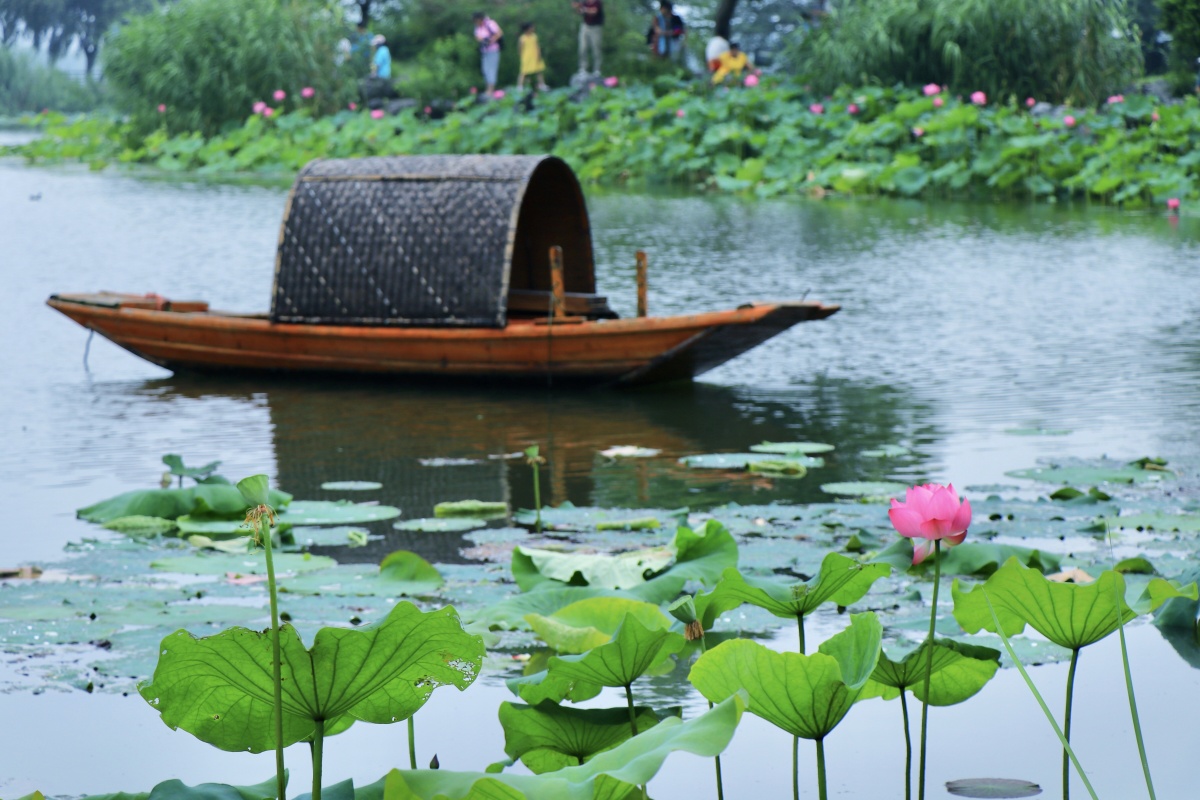 荷花荷叶荷田甜鼋头渚水景苑