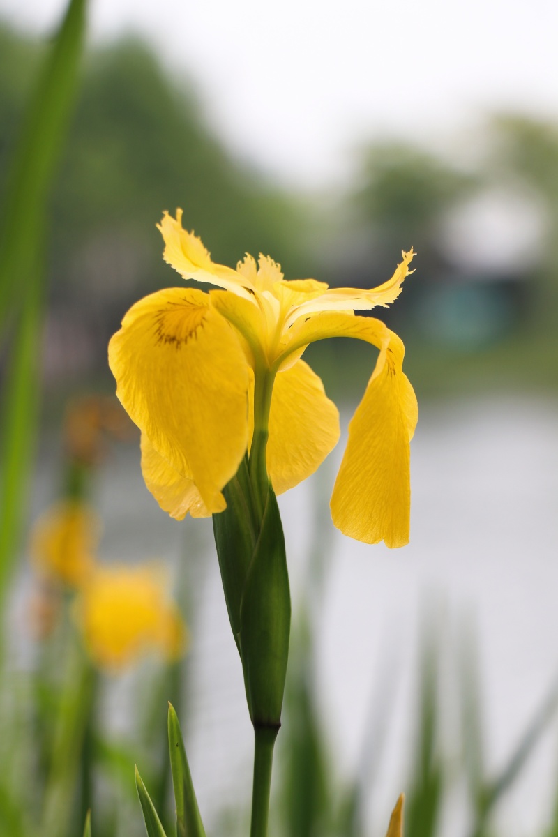 菖蒲花 - 哄哄摄影 - 图虫