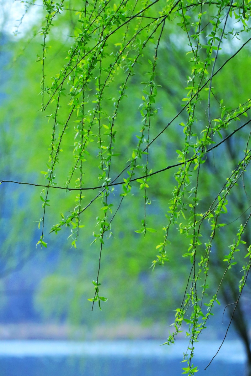 垂柳地标无锡长广溪湿地公园