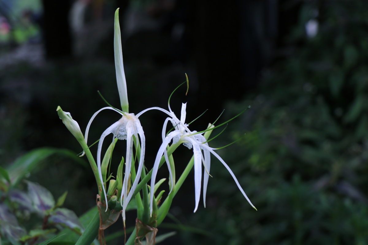 蜘蛛兰水鬼蕉