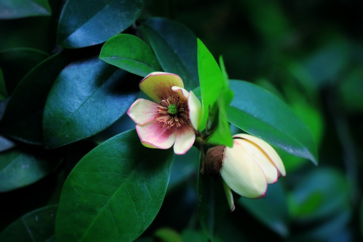 含笑花的风采低调内敛清香扑鼻
