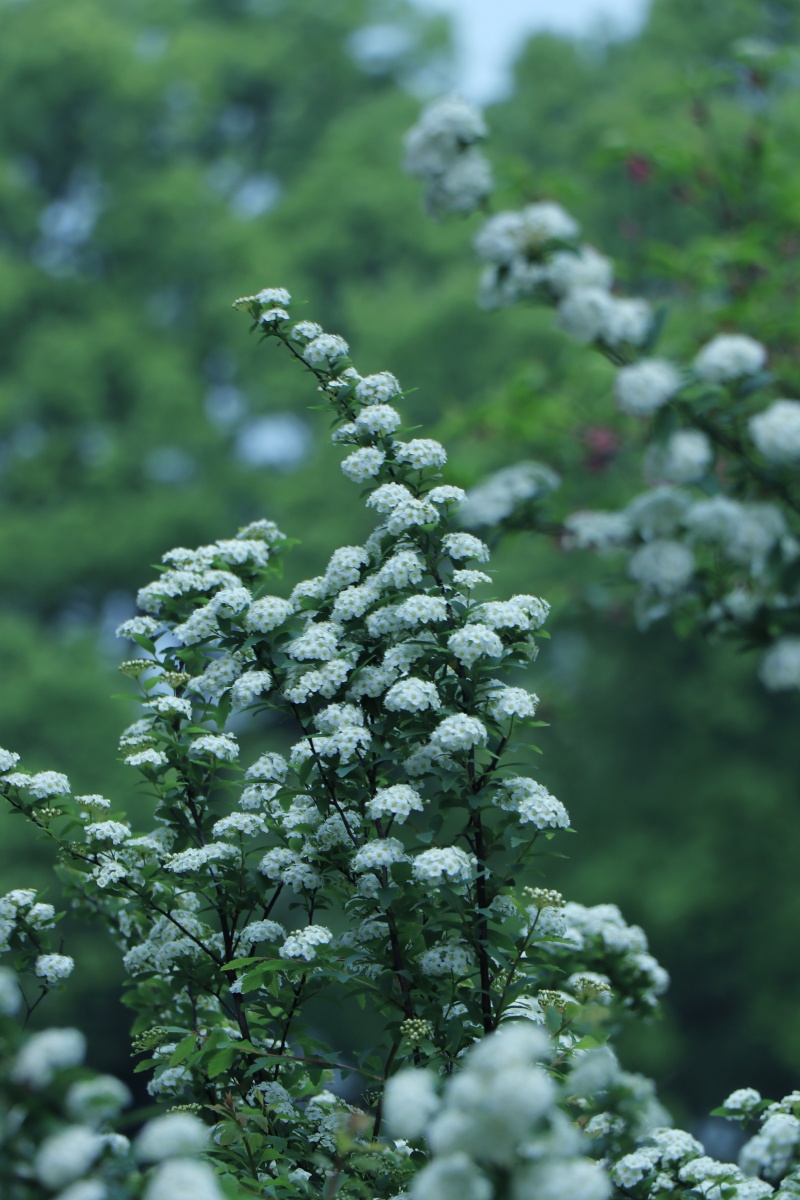 麻叶绣线菊的春天肆意绽放如玉如雪美了整个春天