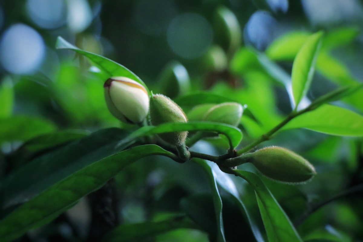 含笑花的风采低调内敛清香扑鼻