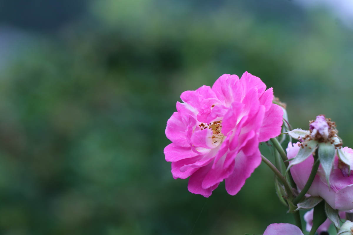 百叶蔷薇 - 哄哄摄影 - 图虫