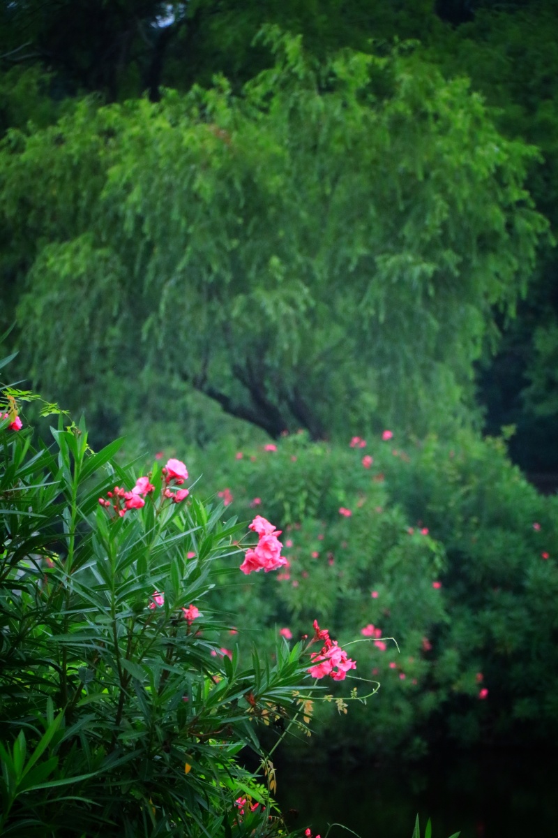 绿荫掩映点点红(夹竹桃)