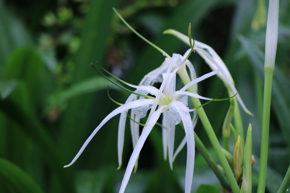 蜘蛛兰水鬼蕉